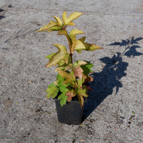 Kalina koralowa 'Park Harvest' (P9)