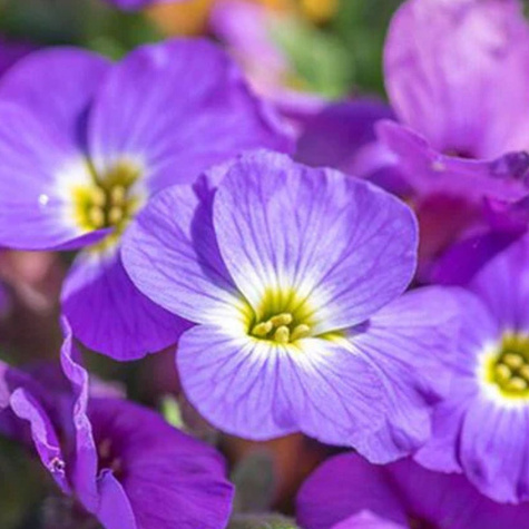 Żagwin ogrodowy niebieski Axcent Light Blue