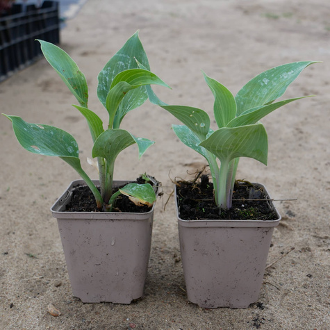 Funkia ogrodowa Hosta Halcyon (C2)