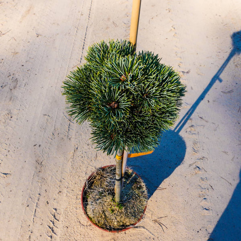 Sosna drobnokwiatowa ‘Kin-Po’ Pa 50