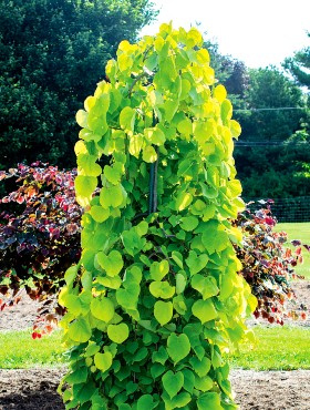 Judaszowiec kanadyjski Golden Fall kolumnowy (H - 140-170cm)