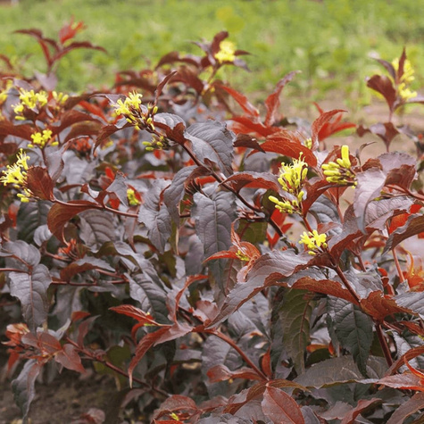 Zadrzewnia okazała Diva (C2)