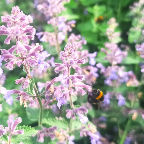 Kocimiętka Faassena Six Hills Giant