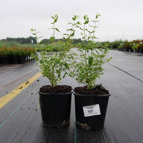 Śnieguliczka koralowa 'Foliis Variegatis' (C2)