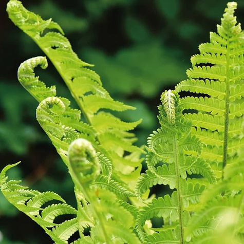 Paproć Adiantum stopowate Niekropień Złotowłos (C2)