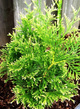 Thuja Tuja Żywotnik zachodni Stolvijk (C2)