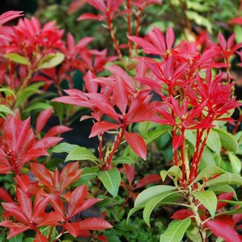 Pieris japoński Mountain Fire (C2)