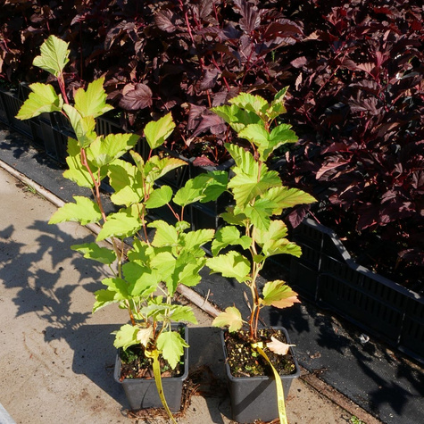 Pęcherznica kalinolistna (P9)