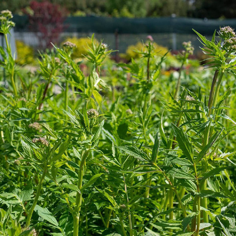 Kozłek lekarski Waleriana