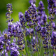 Lawenda wąskolistna Ellagance purple (C2)