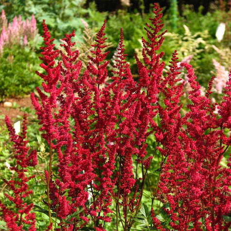 Tawułka Arendsa Astary Red (C2)