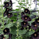 Malwa czarna  0,5g Alcea rosea WerbenaArt