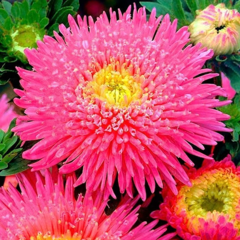 Aster chiński książęcy wysoki czerwony 1 g