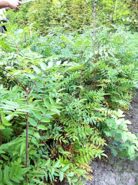 Jarzębina Jarząb pospolity obw. 14-16cm