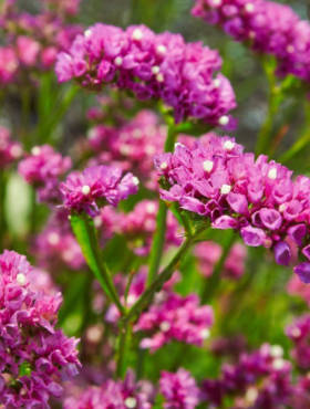 Zatrwian wrębny różowy 0,5g