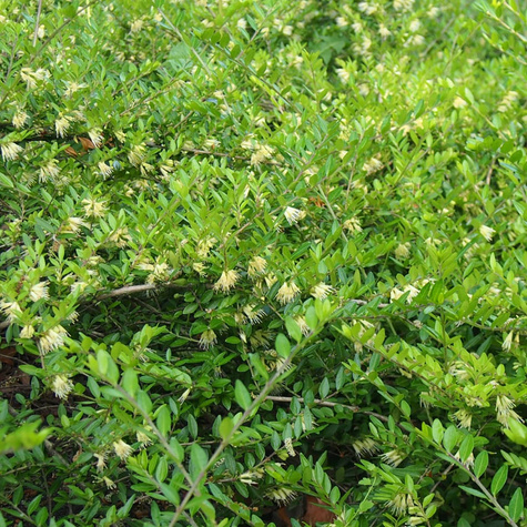 Suchodrzew chiński 'Moss Green' (C2)