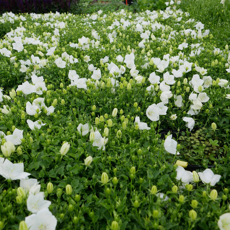 Dzwonek karpacki Perla White (C2)