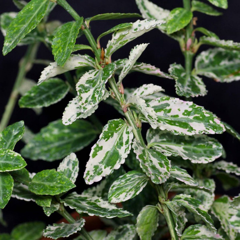 Trzmielina Fortune'a 'Harlequin' (P9)