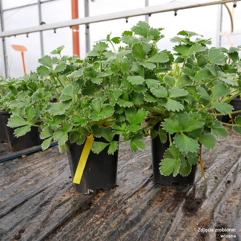 Pięciornik poziomkowaty wielkokwiatowy