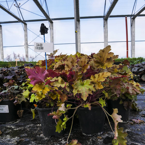 Żurawka ogrodowa Marmalade Bursztynowa (C2)