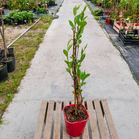 Cytryniec chiński Schisandra chinesis (C2)