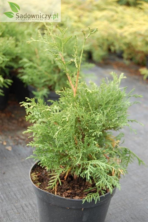 Żywotnik zachodni Tuja Thuja Recurva Nana