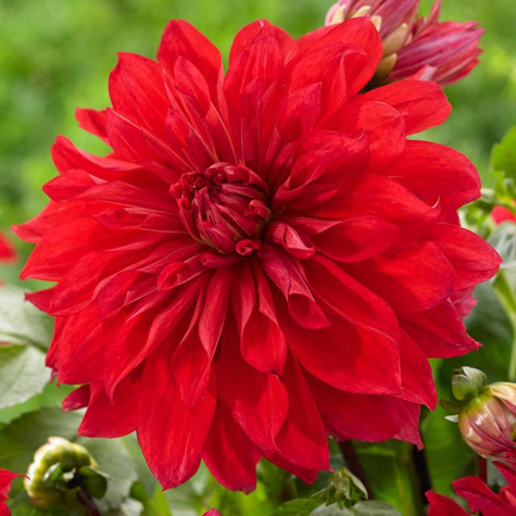 Dalia Talerzowa Babylon Red czerwona 