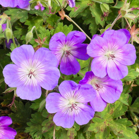 Bodziszek Wallicha Bloom Me Away (C2)