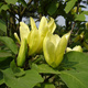Magnolia Golden Dream