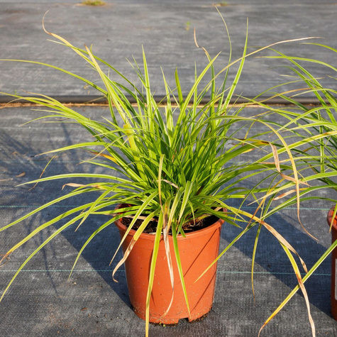 Turzyca japońska pstrolistna Variegata (C2)