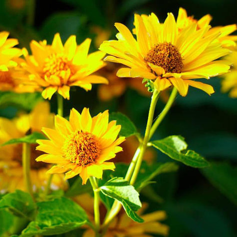 Jeżówka purpurowa Mellow Yellow (C2)