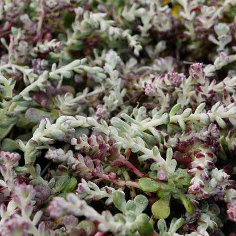 Rozchodnik łopatkowy Cape Blanco (C2)