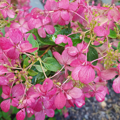 Hortensja bukietowa Magical Fire (C2)