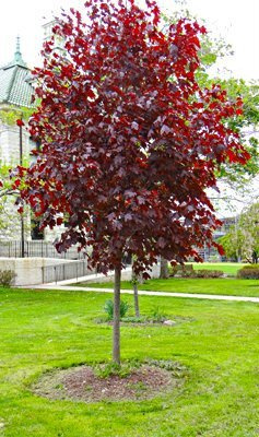 Klon pospolity Crimson King