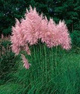 Trawa pampasowa Różowa 0,1g Cortaderia