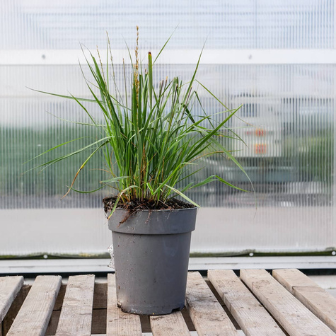 Trzęślica modra Heidebraut