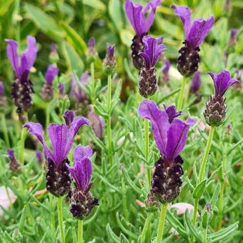 Lawenda francuska Blue Provence 0,3g