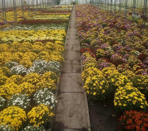 Chryzantema drobnokwiatowa Jasoda Yellow sadzonki w doniczce P11