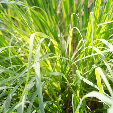 Trawa cytrynowa Palczatka pogięta
