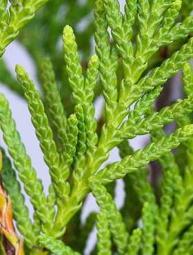 Żywotnik olbrzymi 'Atrovirens' (C2)