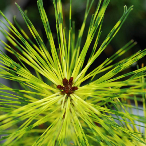 Sosna gęstokwiatowa Rainbow