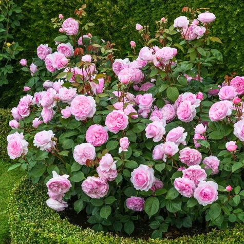 Róża historyczna Comte de Chambord pojemnik