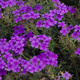 Werbena ogrodowa fioletowa 0,5g