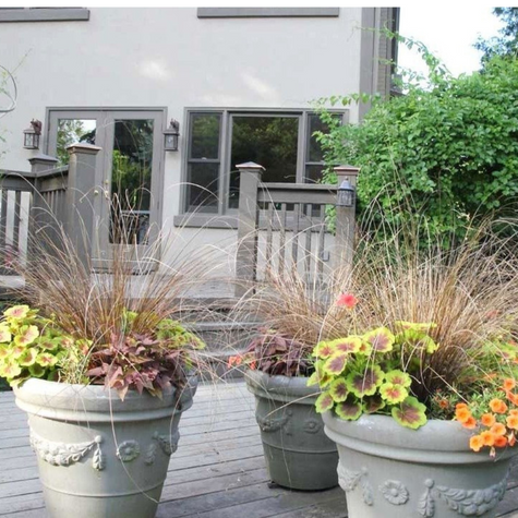 Turzyca Buchanana Red rooster Czerwony Kur (C2)