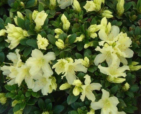 Rododendron karłowy drobnokwiatowy 'Patty Bee'