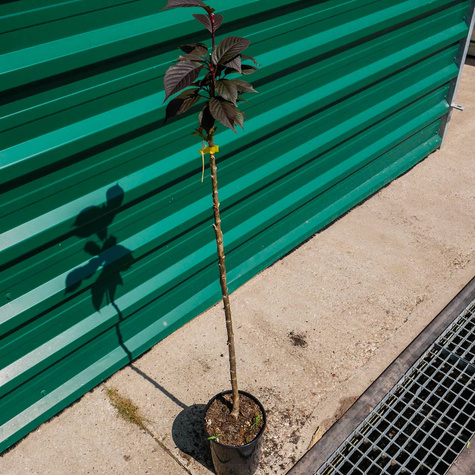 Wiśnia Piłkowana Royal Burgundy na pniu (C5)