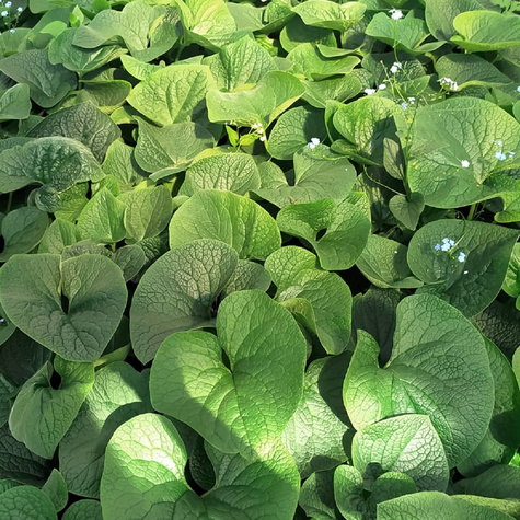 Brunnera wielkolistna