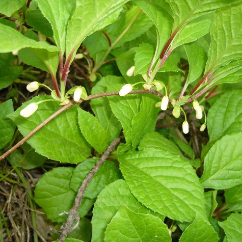 Cytryniec chiński Schisandra chinesis
