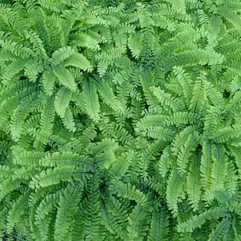 Paproć Adiantum stopowate Niekropień Złotowłos (C2)