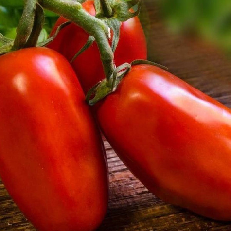 Pomidor gruntowy Scatolone 2 05g